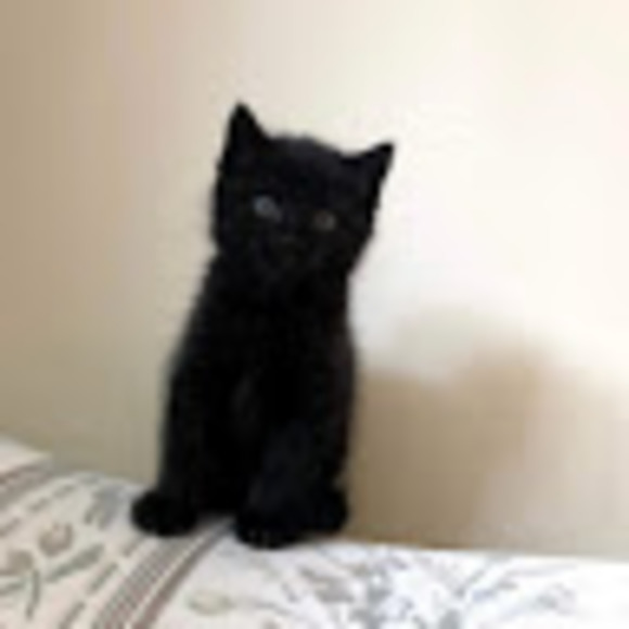 Meet your Posher, Ara - Picture 1 of 1